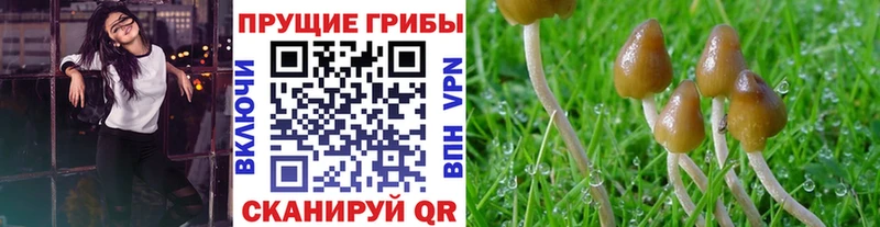 Купить закладки Мценск Псилоцибиновые грибы ЛСД